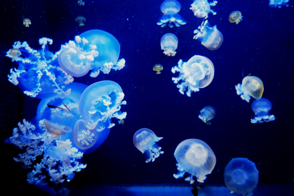 加茂水族館