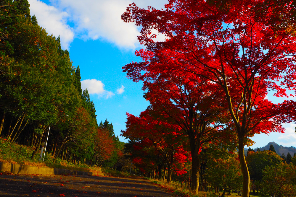 新潟紅葉